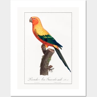 The Sun Parakeet (1801—1805) Posters and Art